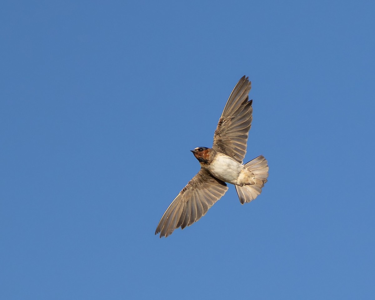 Cliff Swallow - ML645607940