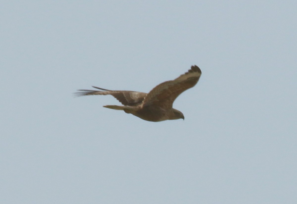 Long-legged Buzzard - ML645607947