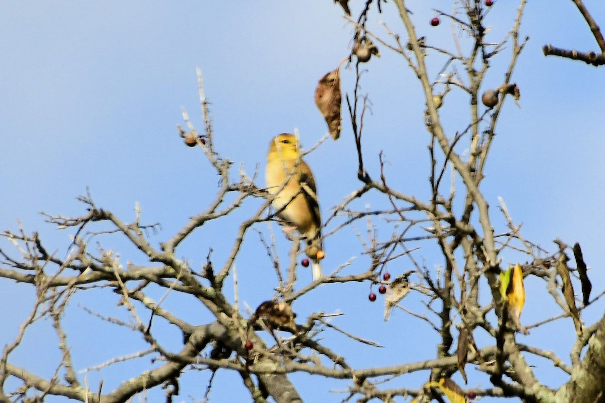 American Goldfinch - ML645607956