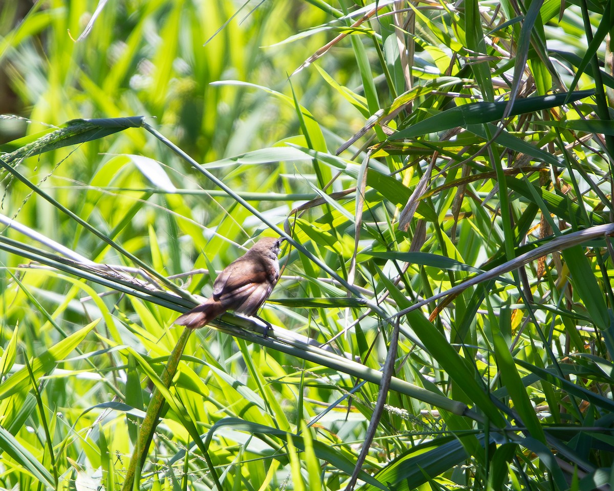 Yellow-chinned Spinetail - ML645607957