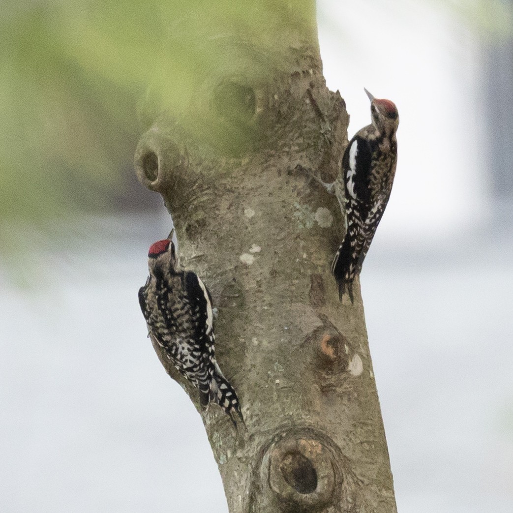 Gelbbauch-Saftlecker - ML645607961