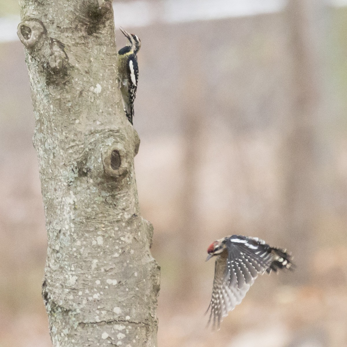 Gelbbauch-Saftlecker - ML645607962