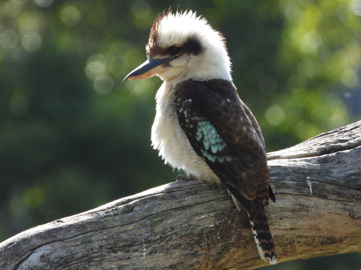 ledňák obrovský - ML645607965