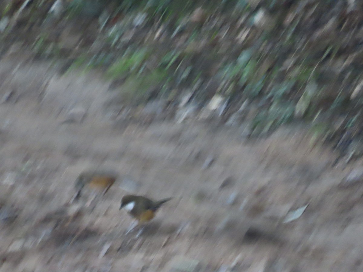 White-throated Laughingthrush - ML645607970