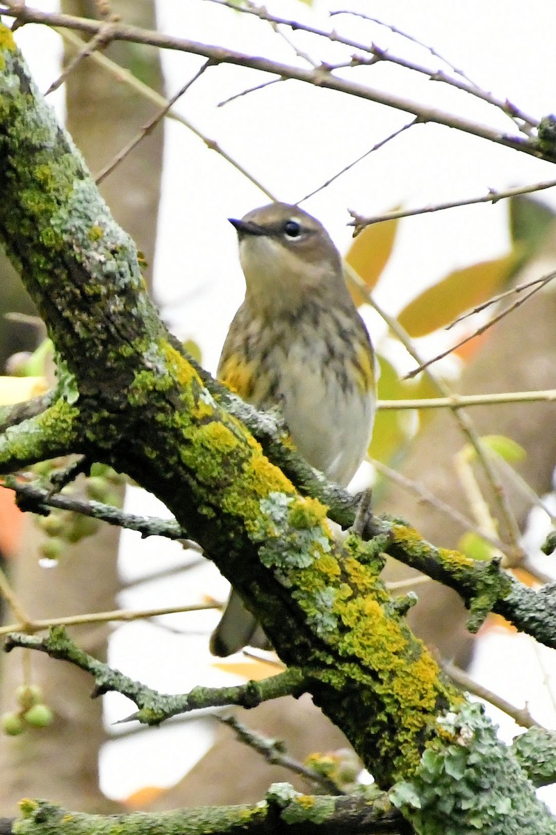 Yellow-rumped Warbler - ML645607982