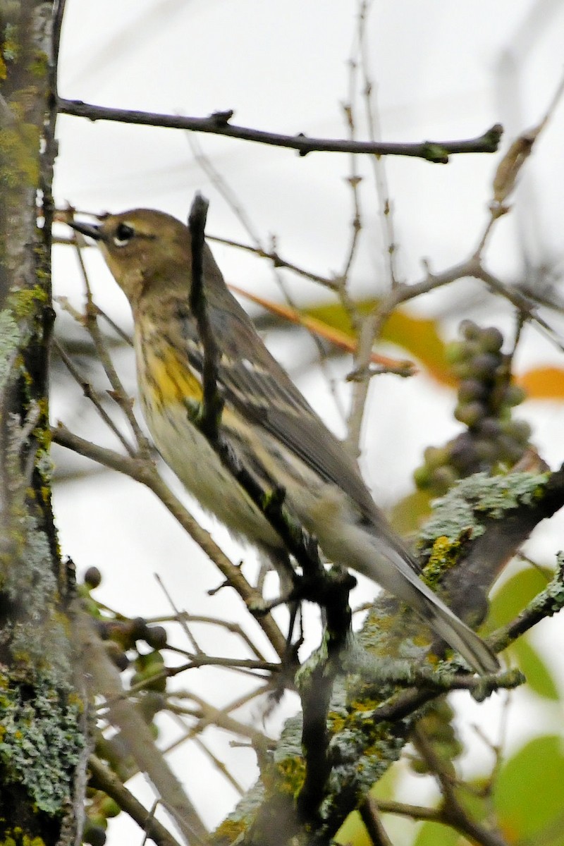 Yellow-rumped Warbler - ML645607983