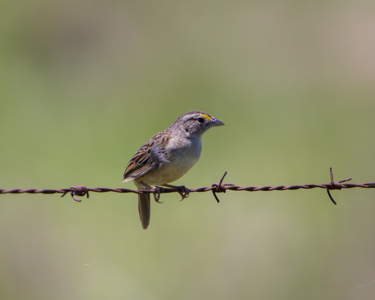Grassland Sparrow - ML645607984