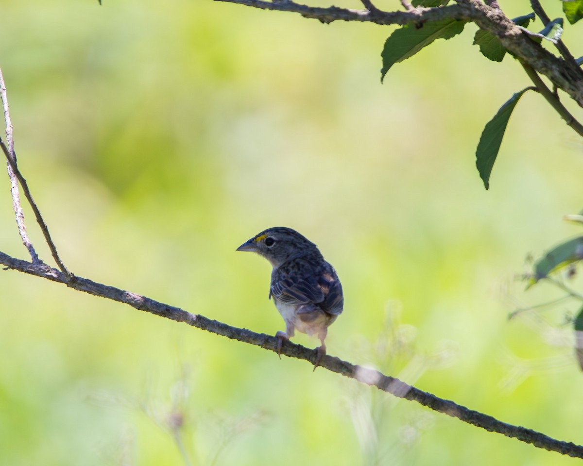 Grassland Sparrow - ML645607985