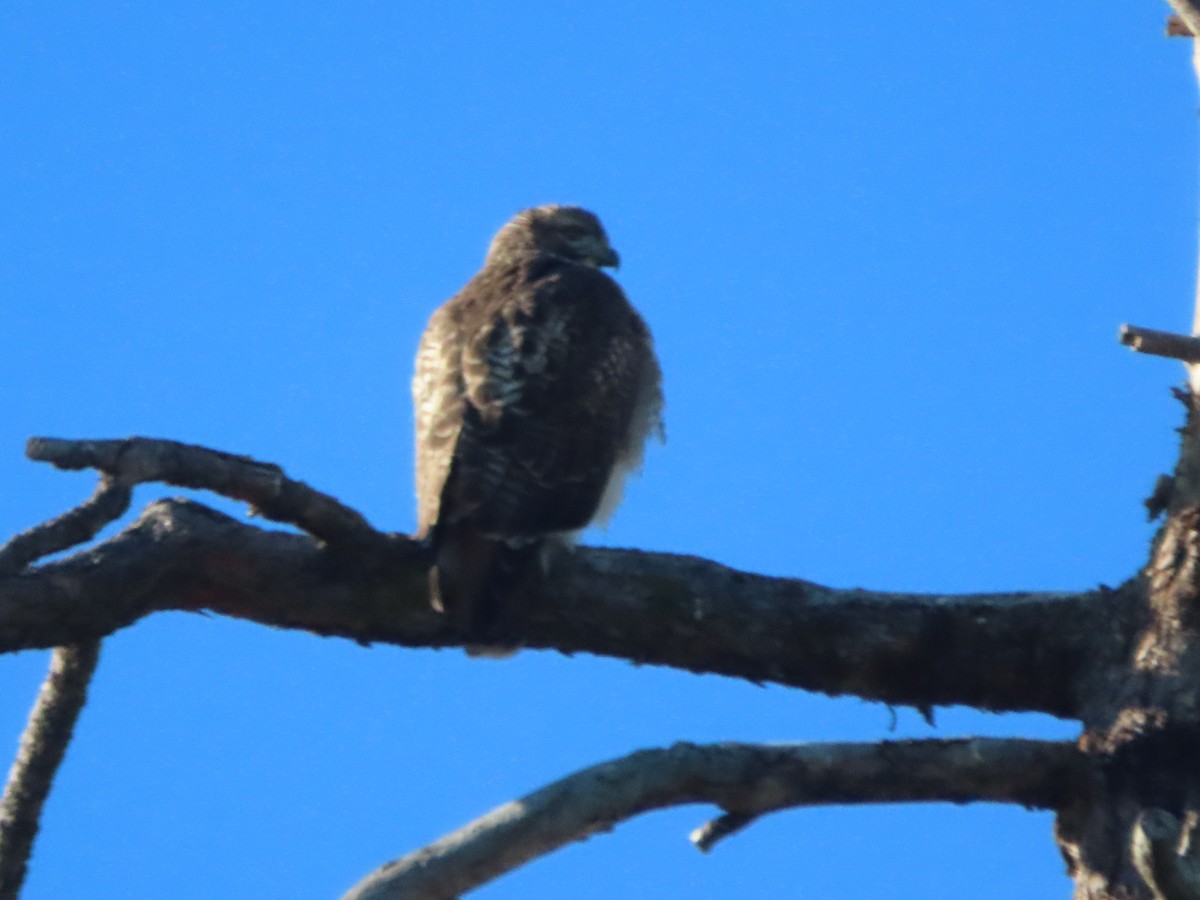 Red-tailed Hawk - ML645607986