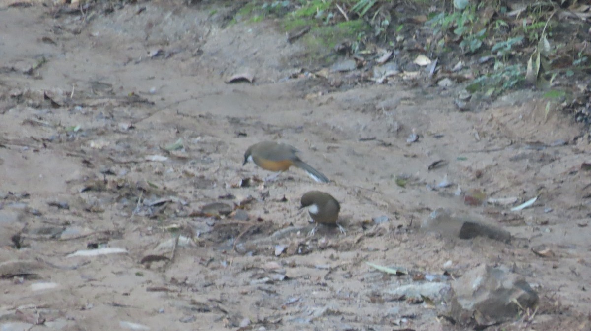 White-throated Laughingthrush - ML645607993