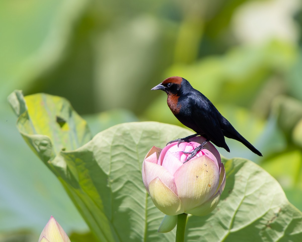 Chestnut-capped Blackbird - ML645607998