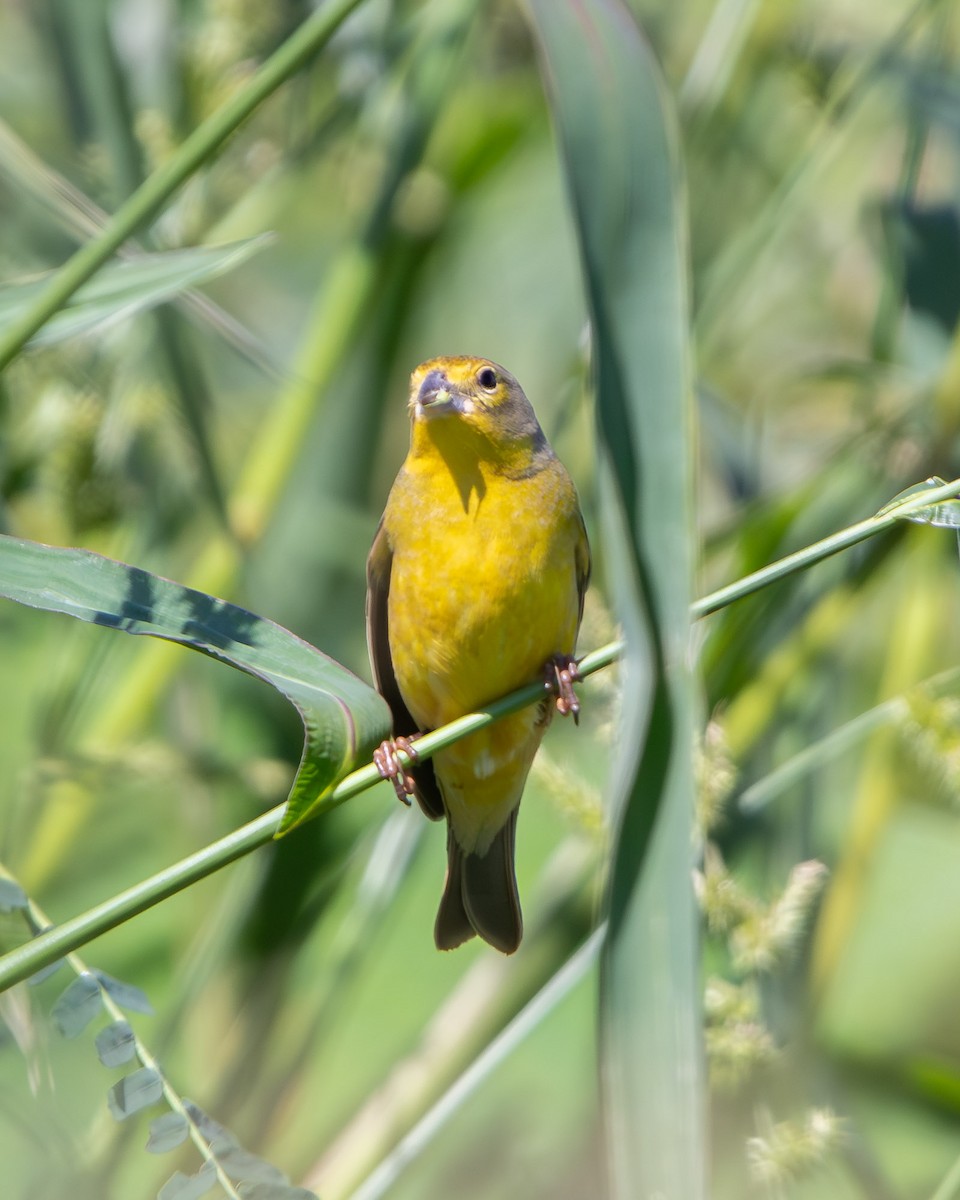 Grassland Yellow-Finch - ML645608003