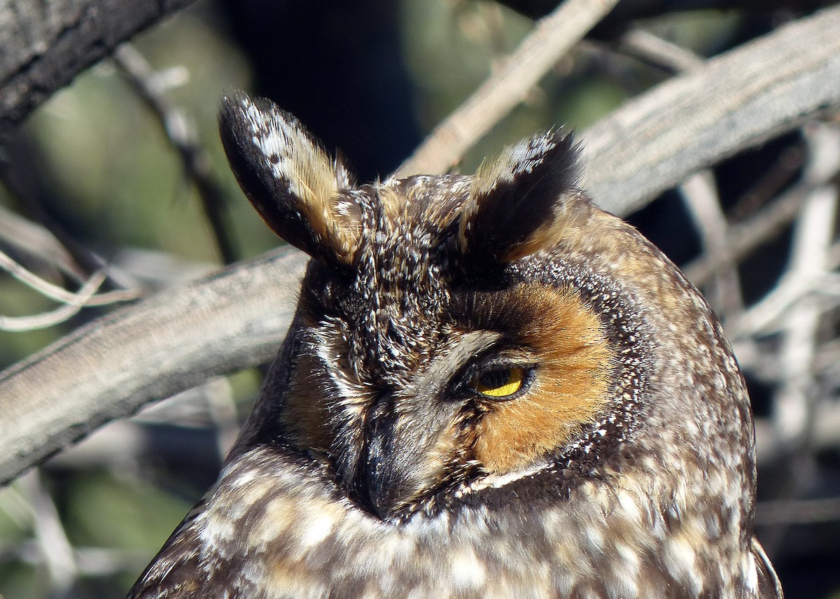 kalous ušatý - ML645608005