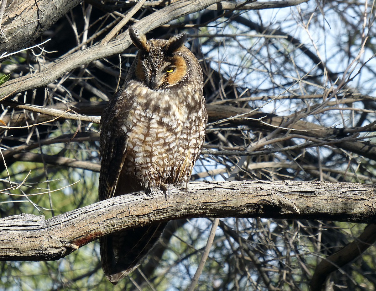 kalous ušatý - ML645608007