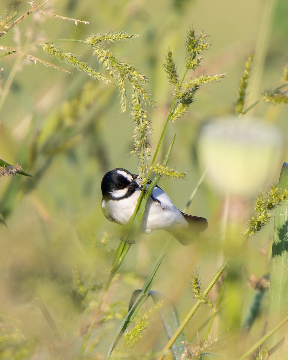 Lined Seedeater - ML645608010