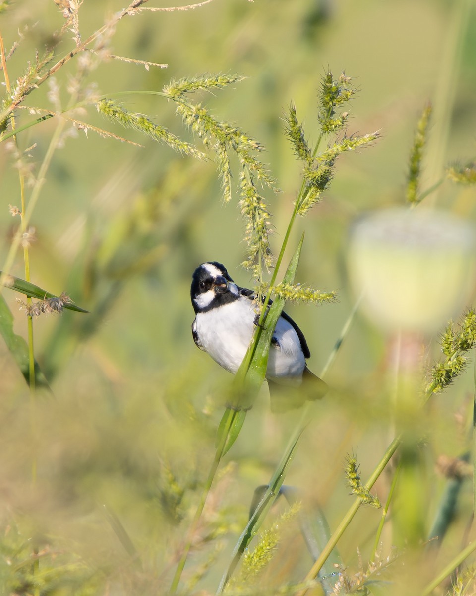 Lined Seedeater - ML645608011