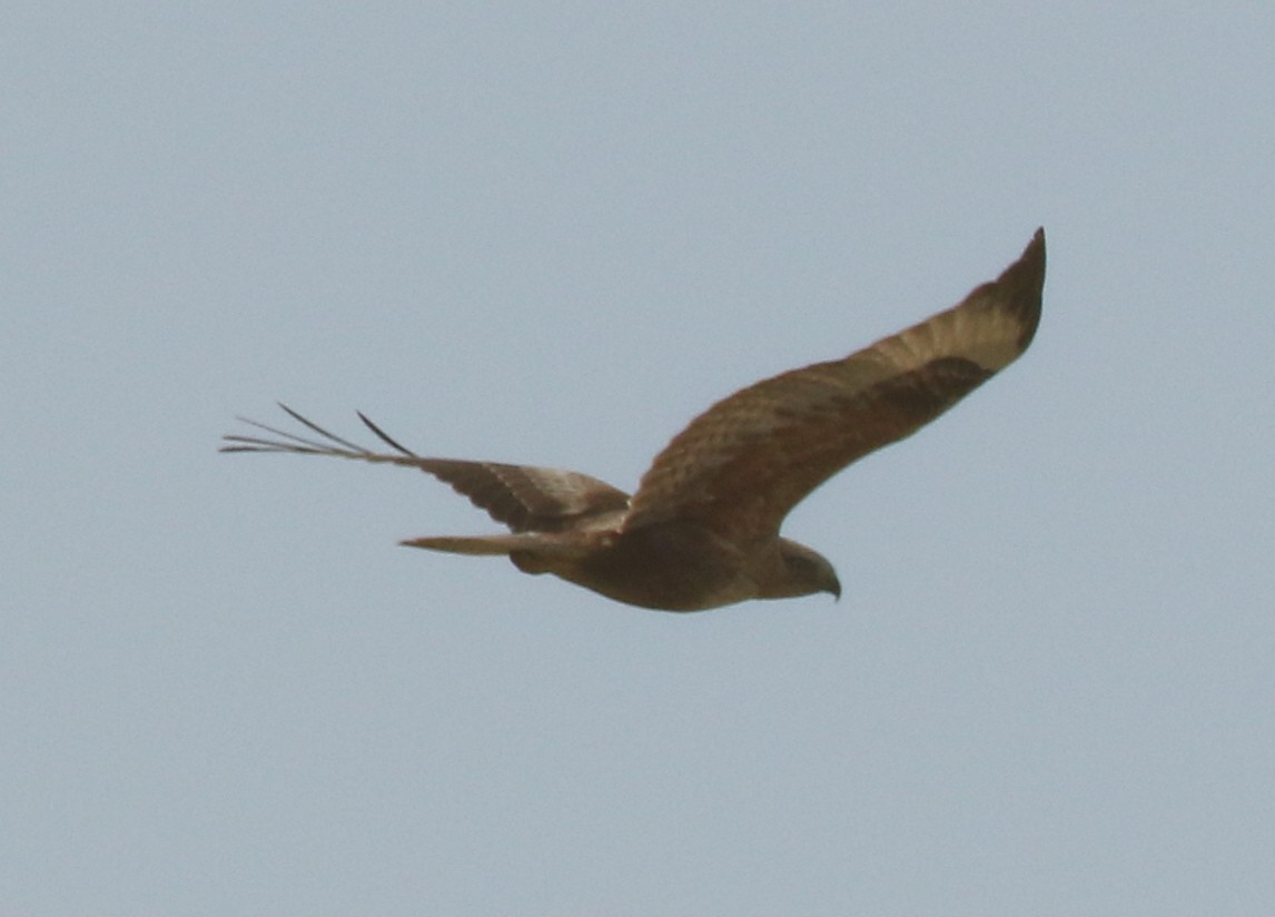 Long-legged Buzzard - ML645608012