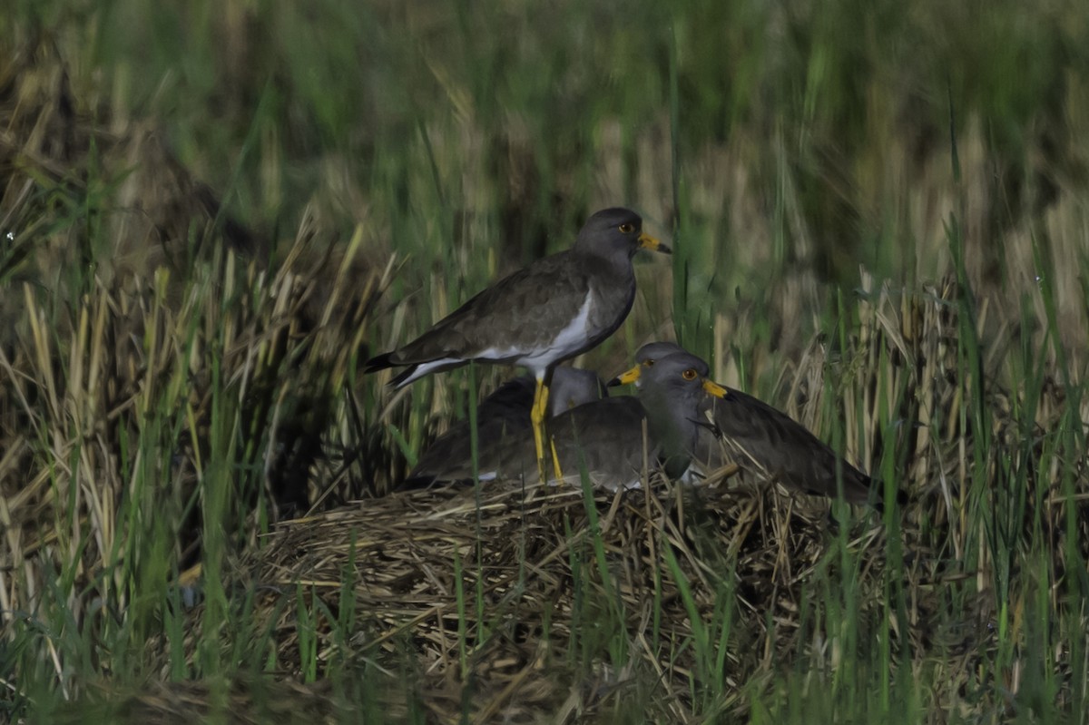 čejka šedohlavá - ML645608013