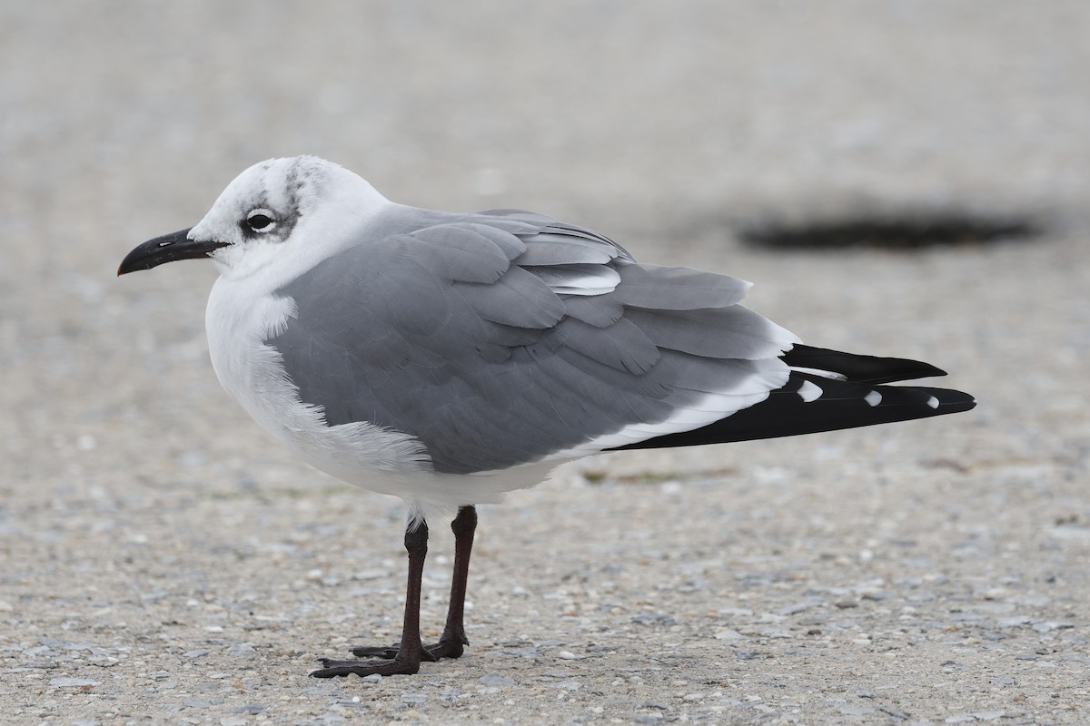 racek karibský - ML645608015