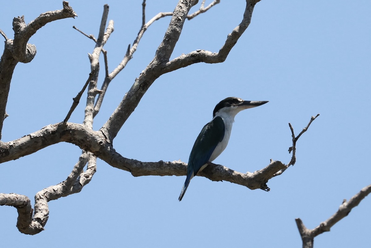 ledňáček torreský - ML645608019