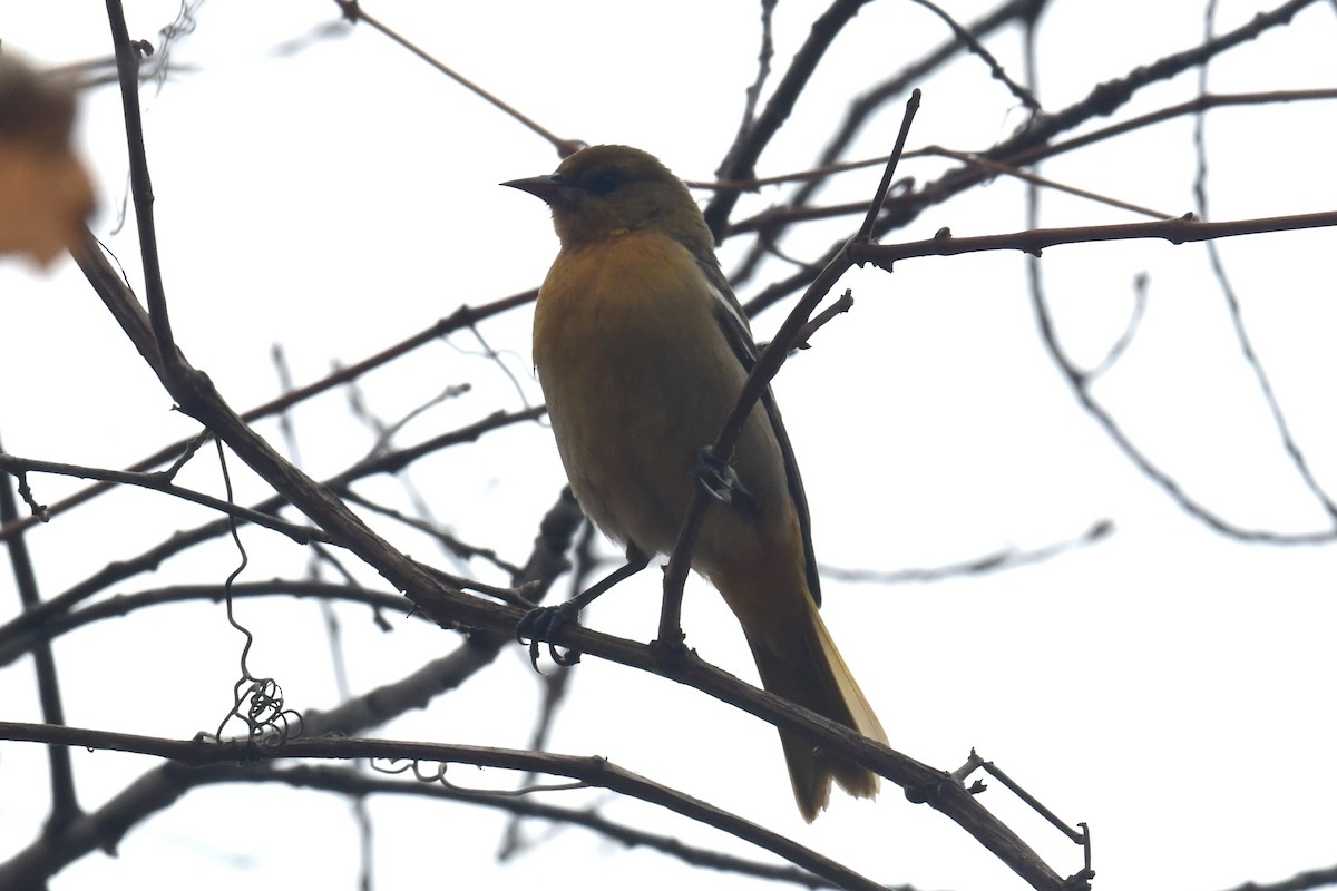 Baltimore Oriole - ML645608020