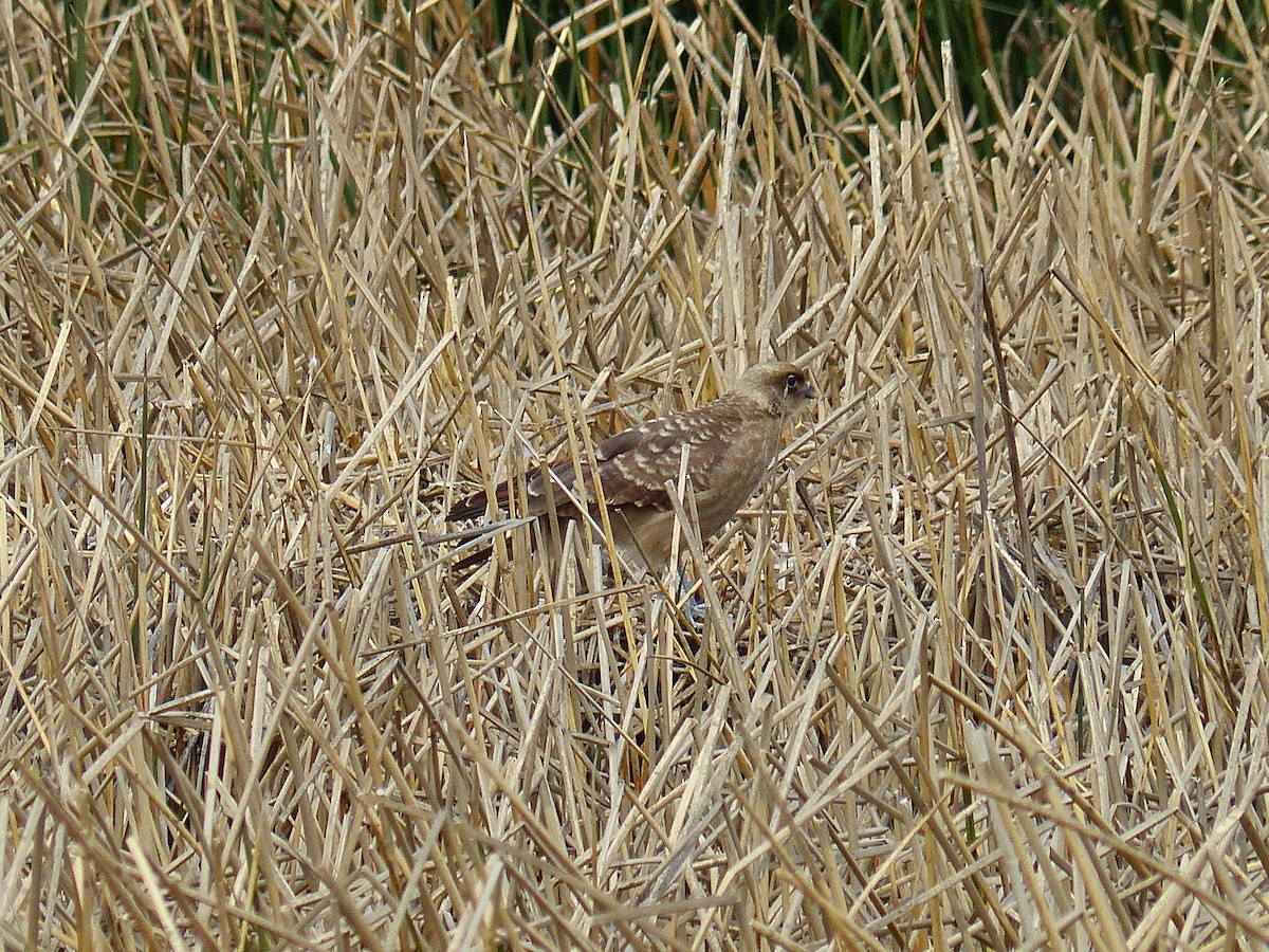 čimango argentinský - ML645608021