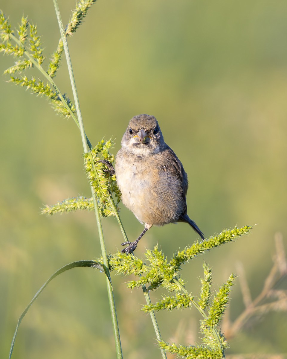 Double-collared Seedeater - ML645608022