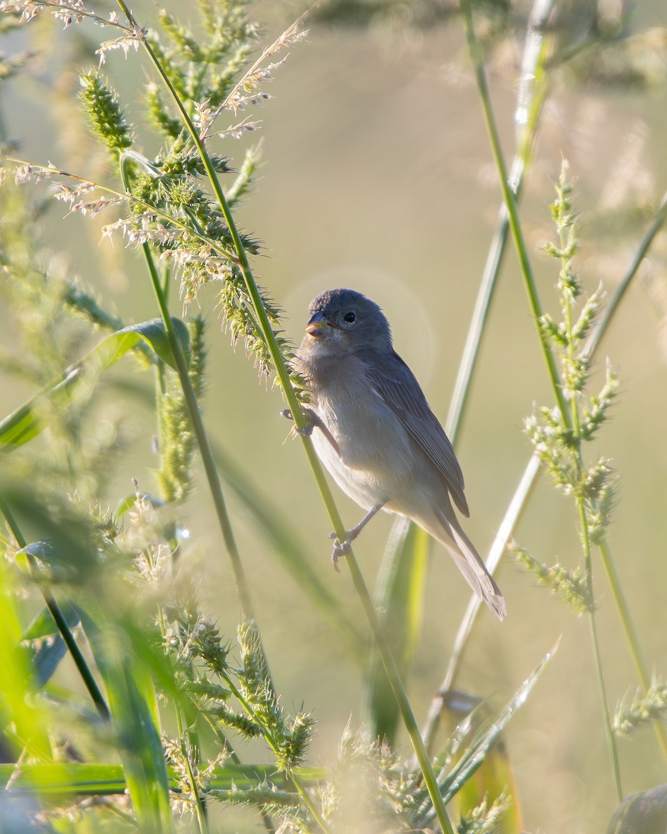 Double-collared Seedeater - ML645608023