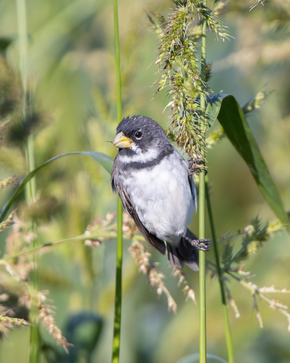 Double-collared Seedeater - ML645608024