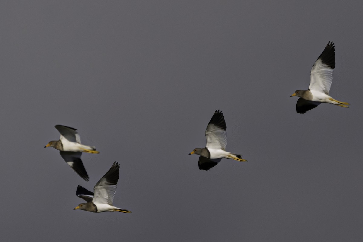 čejka šedohlavá - ML645608025