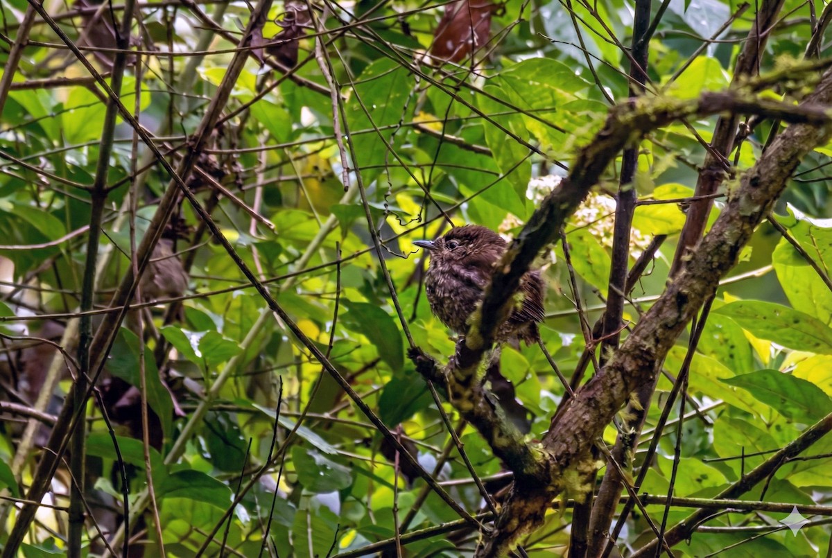 lenivka kopinatá - ML645608026