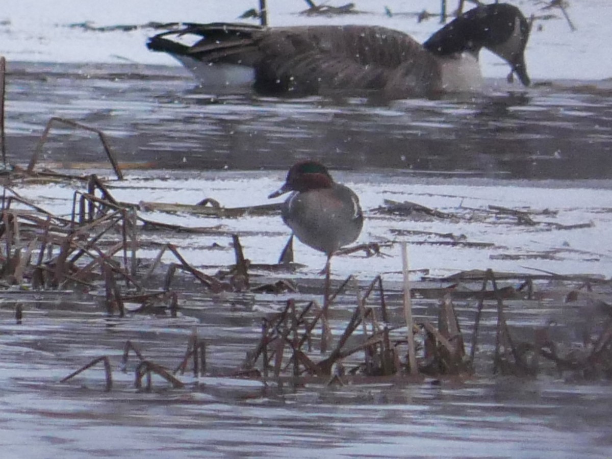 čírka obecná - ML645608027