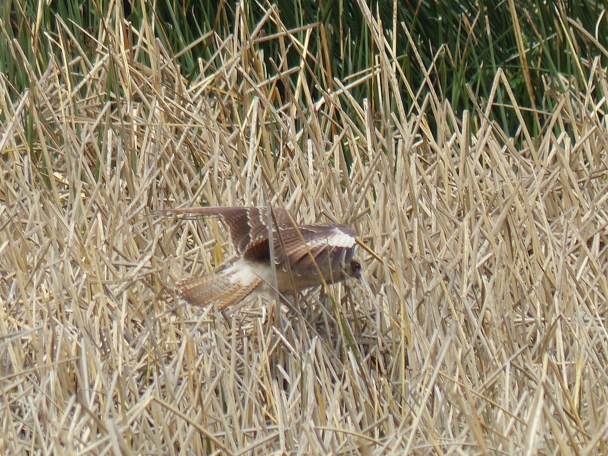 čimango argentinský - ML645608028