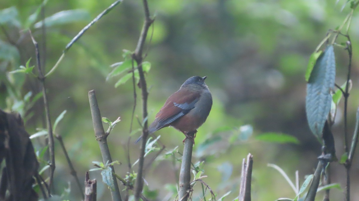 pěvuška lesní - ML645608029