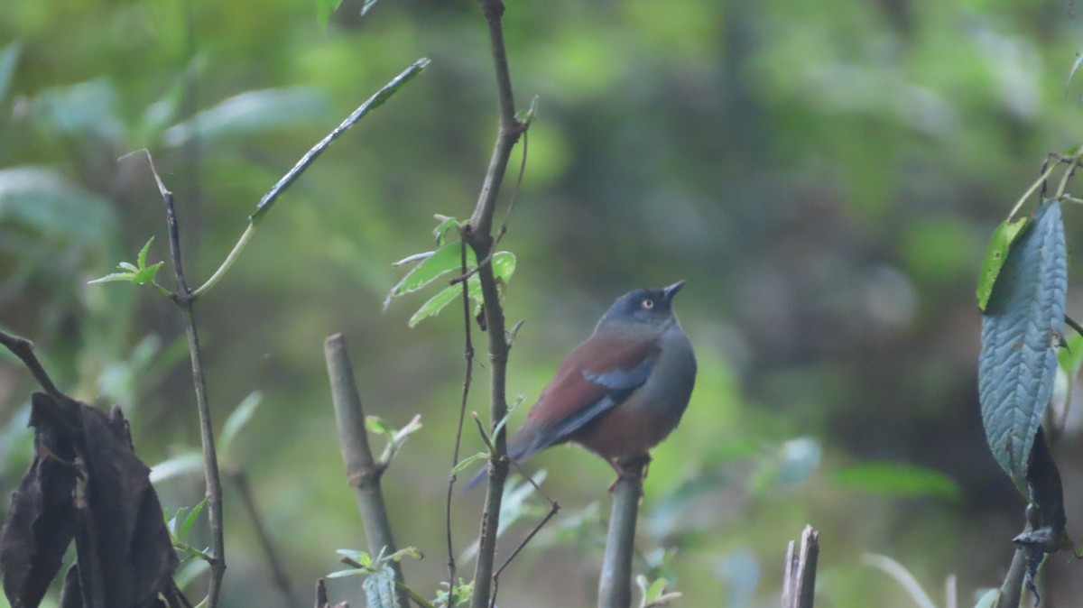 pěvuška lesní - ML645608030