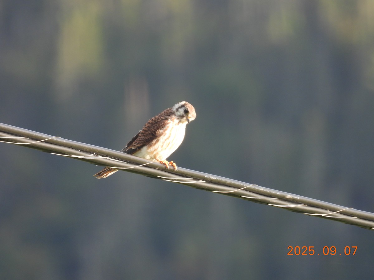 poštolka pestrá - ML645608031