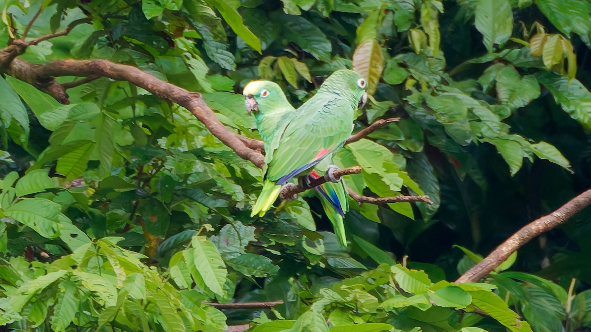 amazoňan žlutohlavý - ML645608032