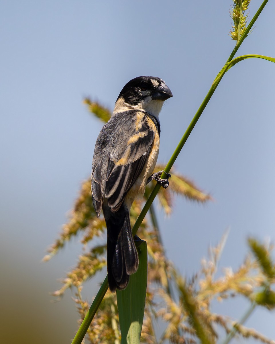 Rusty-collared Seedeater - ML645608033