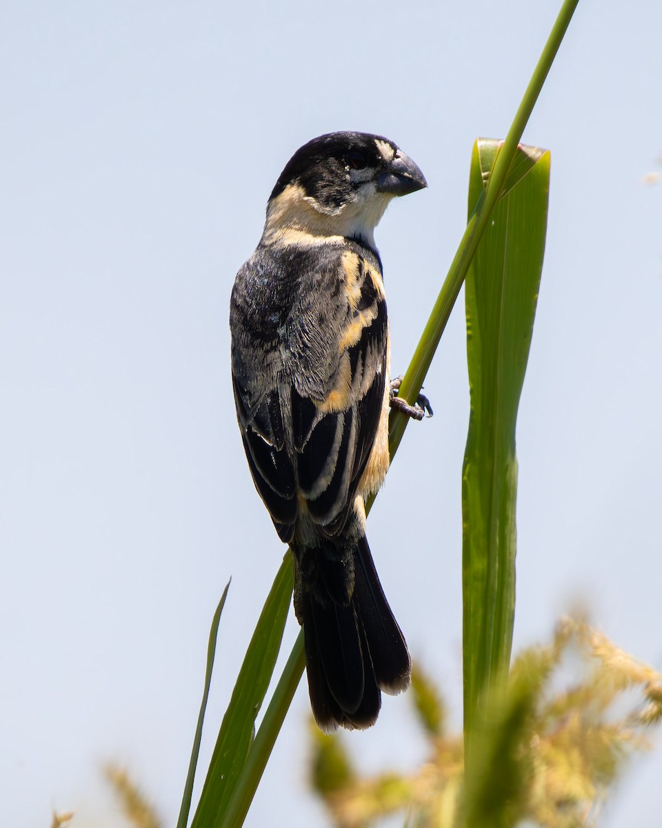 Rusty-collared Seedeater - ML645608034