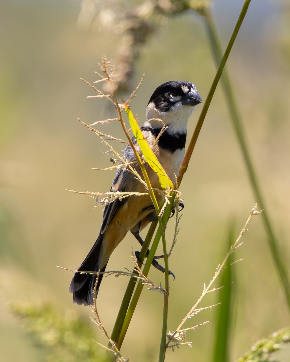 Rusty-collared Seedeater - ML645608035