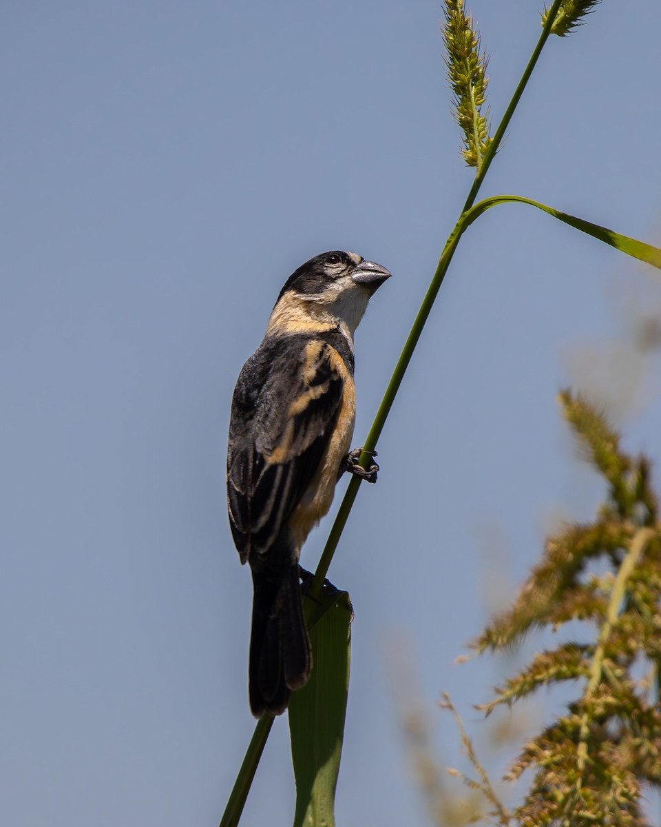 Rusty-collared Seedeater - ML645608036