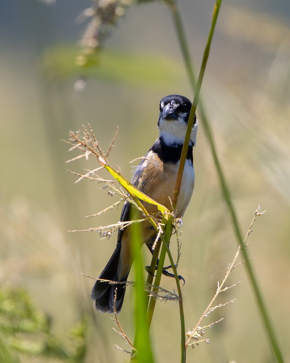 Rusty-collared Seedeater - ML645608037
