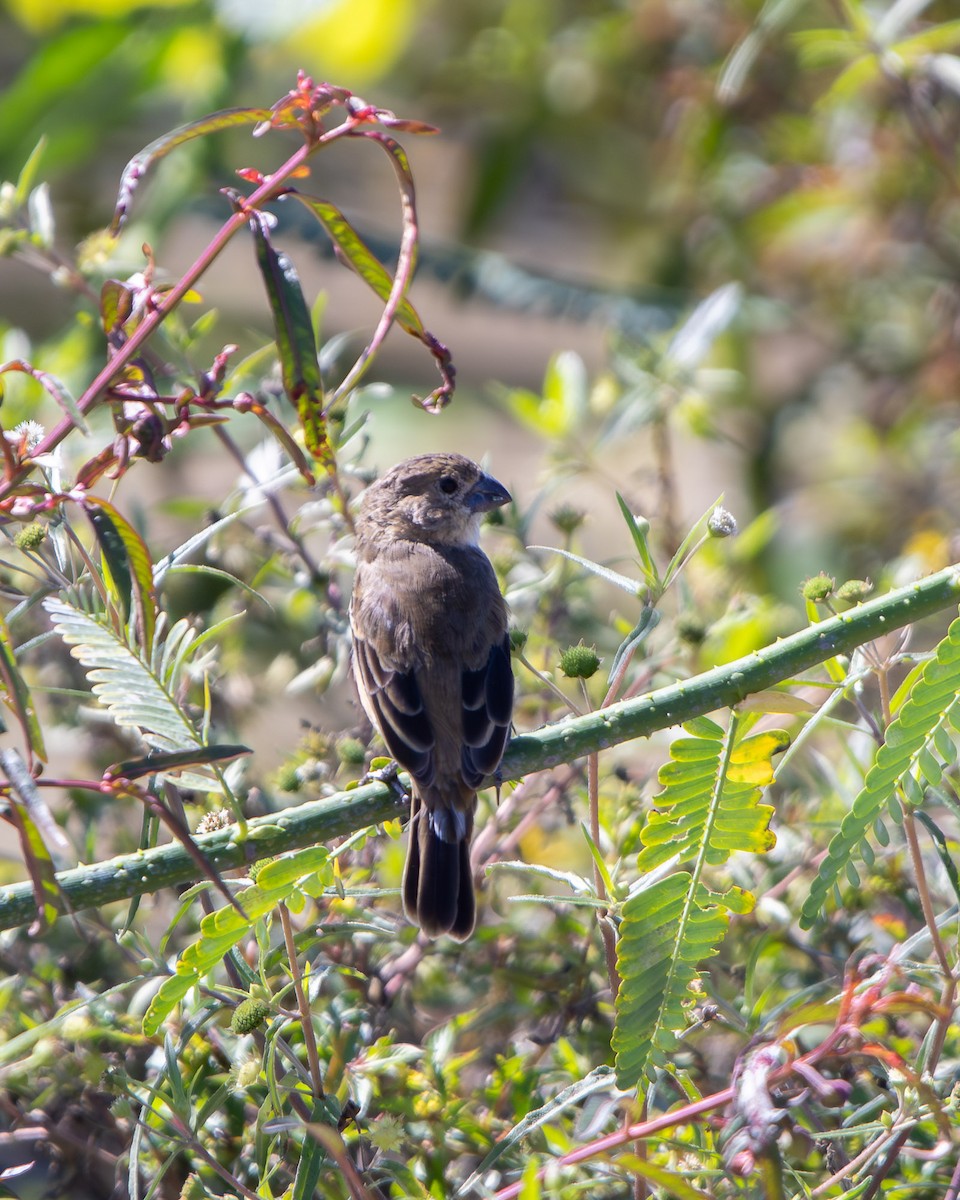 Rusty-collared Seedeater - ML645608038