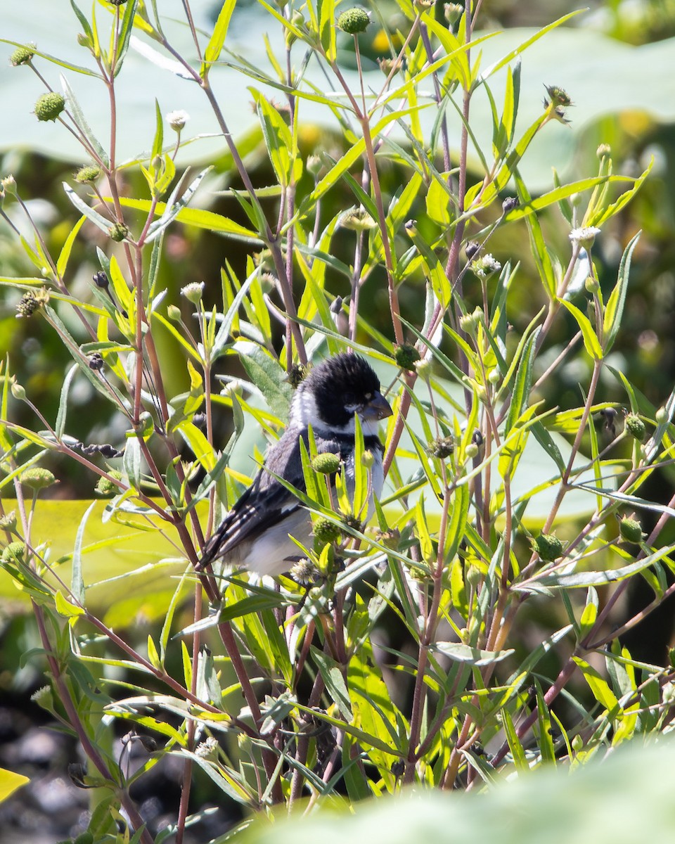 Rusty-collared Seedeater - ML645608039