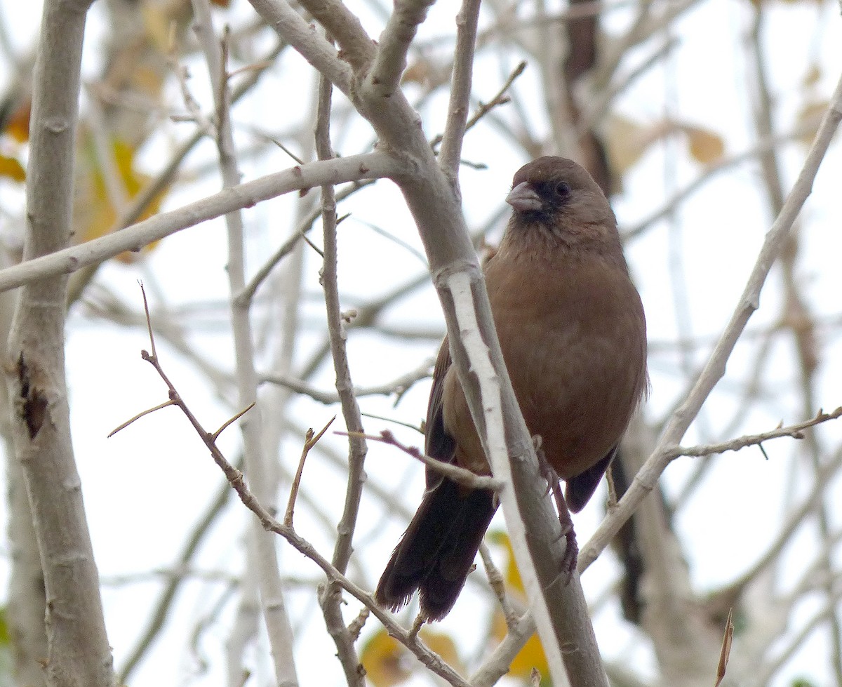 Abert's Towhee - ML645608040