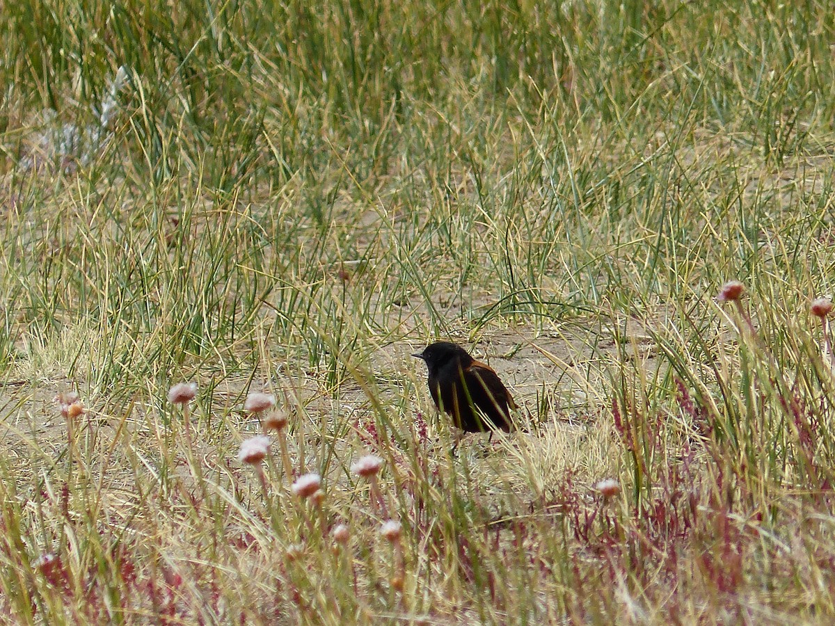 Austral Negrito - ML645608041