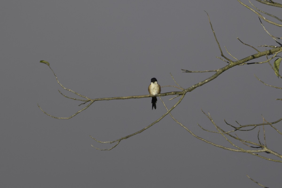 ťuhýk královský - ML645608042