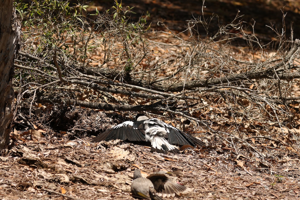 flétňák australský - ML645608043