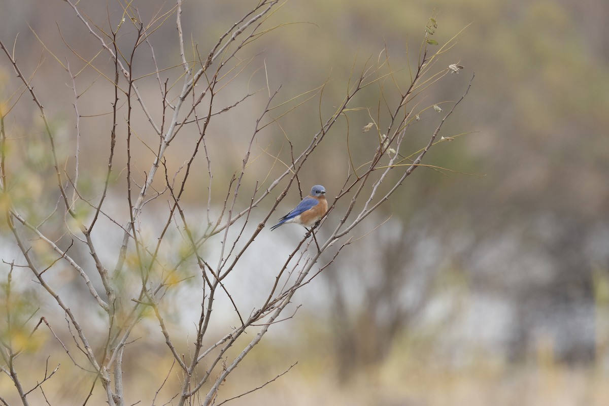 salašník modrý - ML645608044