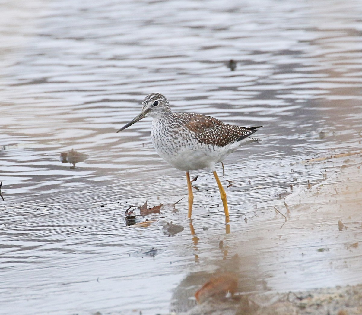 Greater Yellowlegs - ML645608045